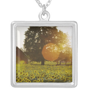 Sunflower Field At Sunset With A Barn Silver Plated Necklace