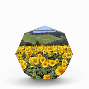 Sunflower field award