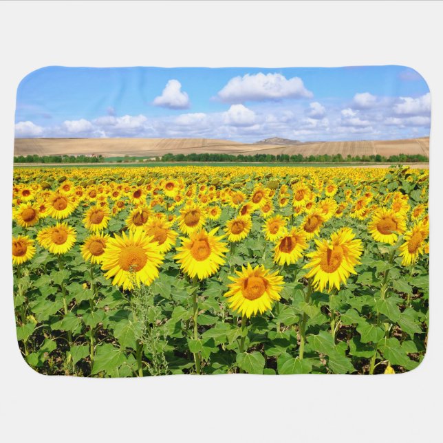Sunflower field baby blanket (Horizontal)