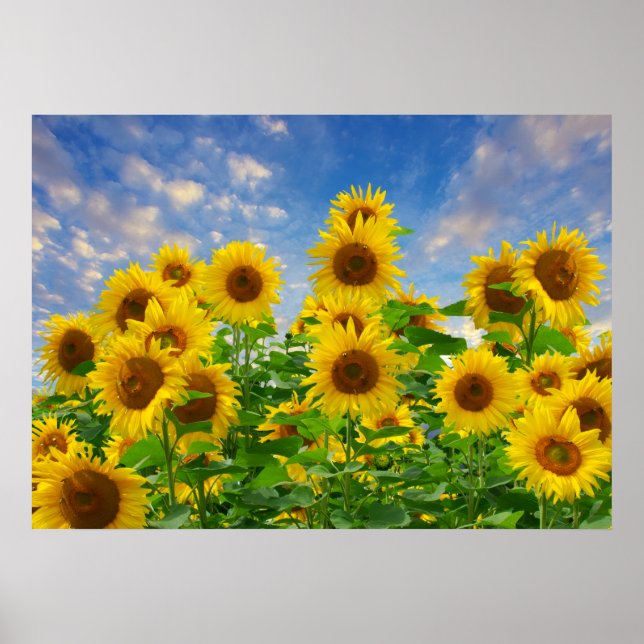 Sunflower Field, beautiful flowers, Poster (Front)
