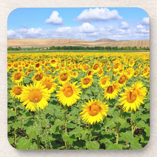 Sunflower field beverage coaster (Front)