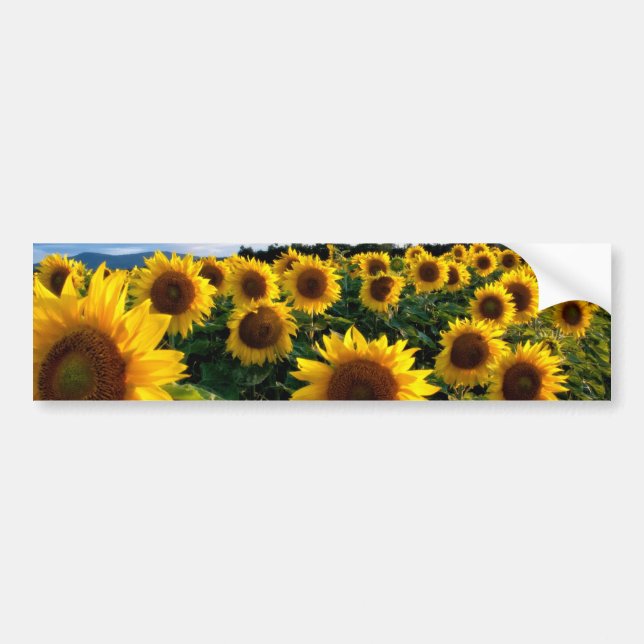 Sunflower Field Bumper Sticker (Front)