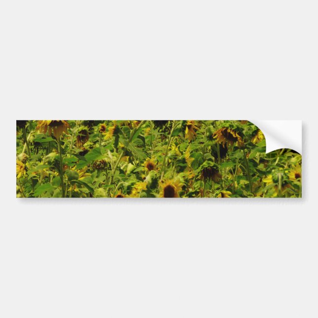 Sunflower field bumper sticker (Front)