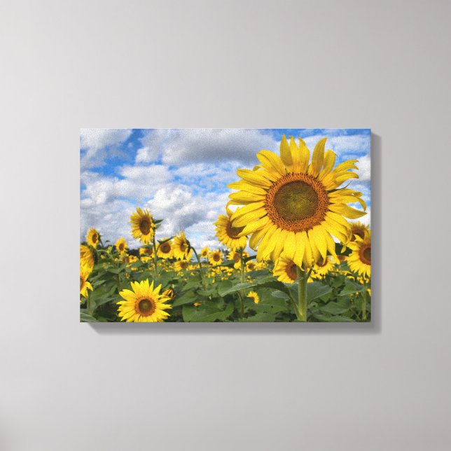 Sunflower Field Canvas 11.75 in x 18 in. (Front)