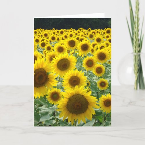 Sunflower Field Card