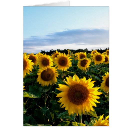Sunflower Field Cards (Front)