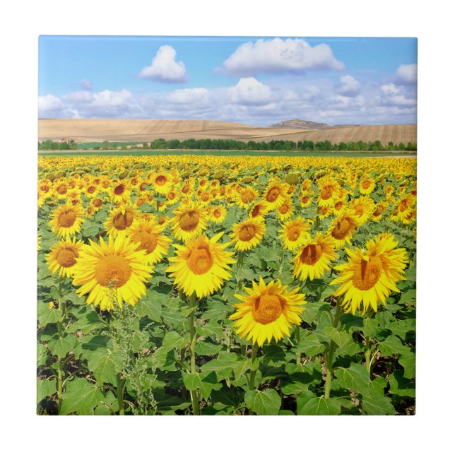 Sunflower field ceramic tile (Front)