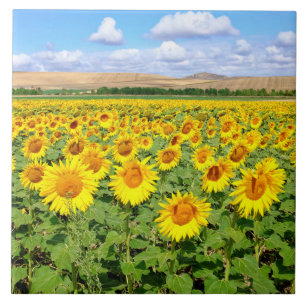 Sunflower field ceramic tile