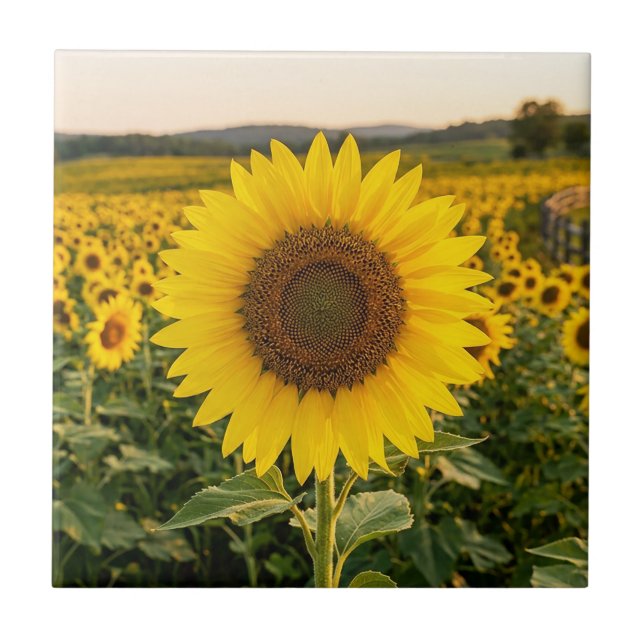 Sunflower Field Ceramic Tile (Front)