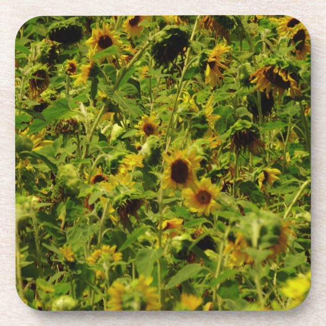 Sunflower field coaster (Front)