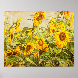 Sunflower Field Decoupage Yellow Vintage Antique Poster