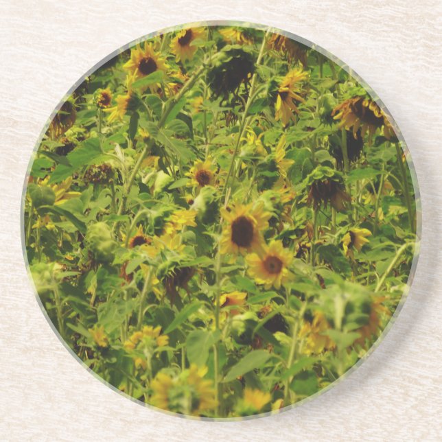Sunflower field drink coaster (Front)
