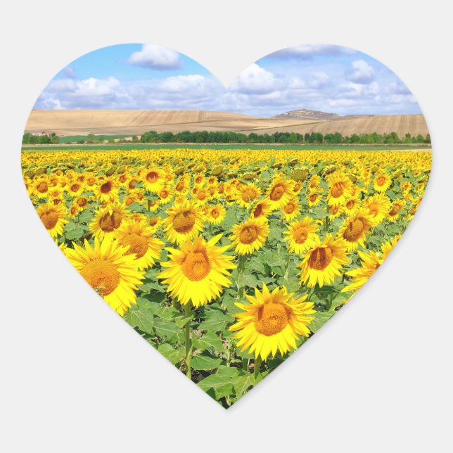 Sunflower field heart sticker (Front)