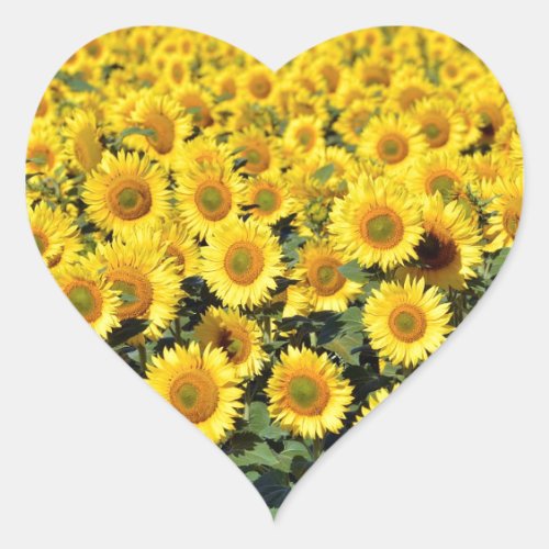 Sunflower field heart sticker