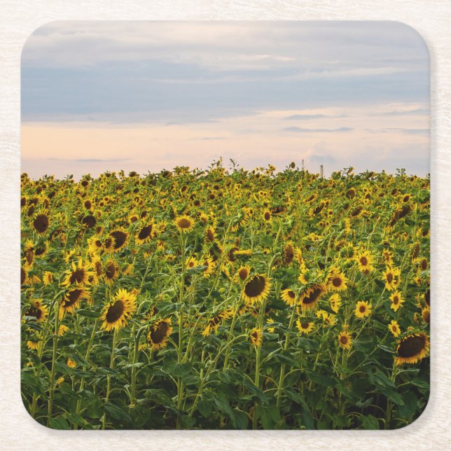 Sunflower Field in Evening Light Square Paper Coaster (Front)