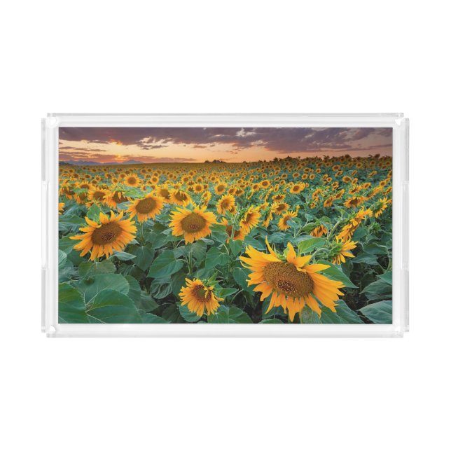 Sunflower Field in Longmont, Colorado Acrylic Tray (Front)