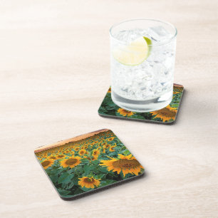 Sunflower Field in Longmont, Colorado Beverage Coaster