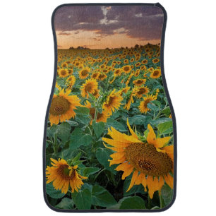 Sunflower Field in Longmont, Colorado Car Floor Mat