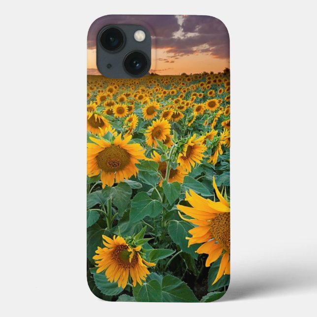 Sunflower Field in Longmont, Colorado Case-Mate iPhone Case (Back)