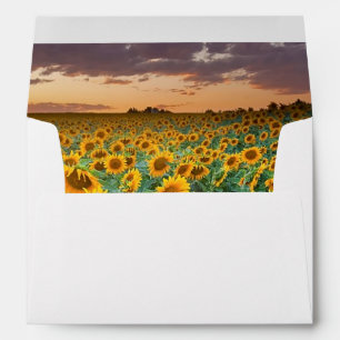 Sunflower Field in Longmont, Colorado Envelope