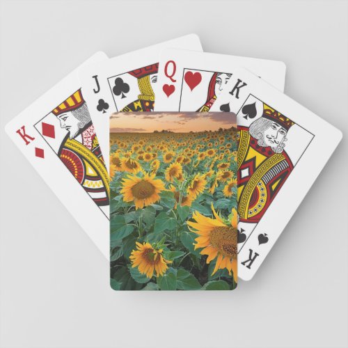 Sunflower Field in Longmont Colorado Playing Cards