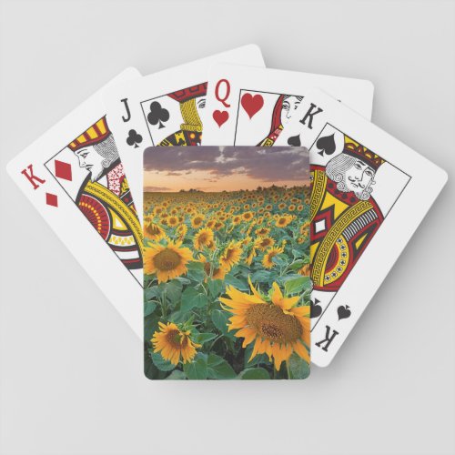 Sunflower Field in Longmont Colorado Poker Cards