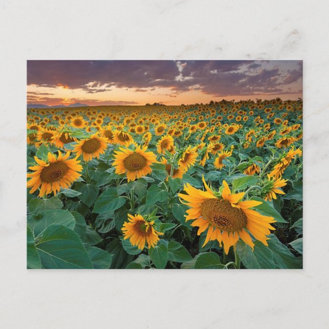 Sunflower Field in Longmont, Colorado Postcard (Front)