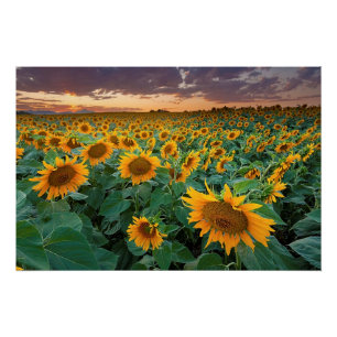 Sunflower Field in Longmont, Colorado Poster