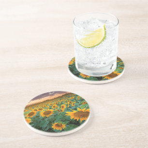 Sunflower Field in Longmont, Colorado Sandstone Coaster