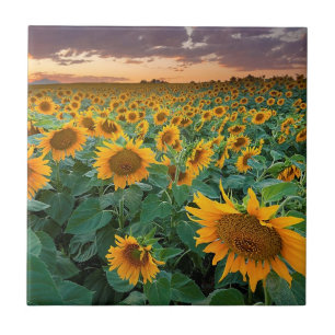 Sunflower Field in Longmont, Colorado Tile