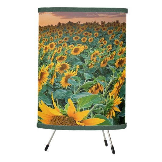 Sunflower Field in Longmont, Colorado Tripod Lamp (Right)