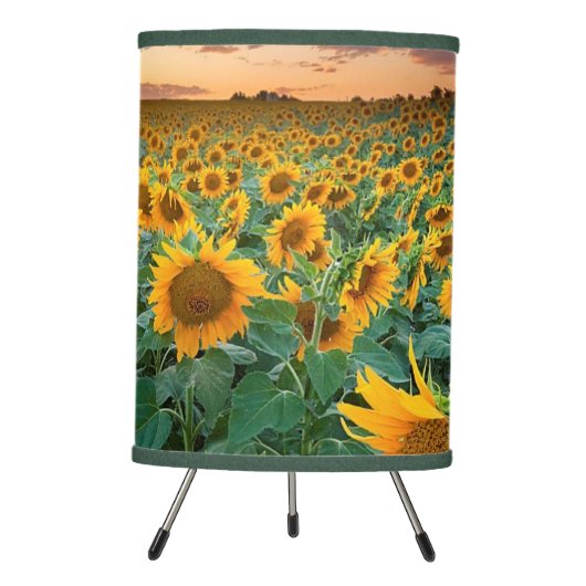 Sunflower Field in Longmont, Colorado Tripod Lamp (Front)