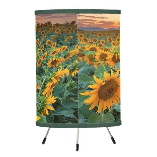 Sunflower Field in Longmont, Colorado Tripod Lamp (Back)