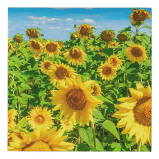Sunflower field in summer sunny day. Picturesque l Faux Canvas Print