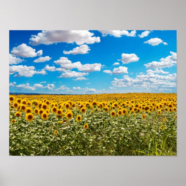 Sunflower field in Toscana Poster (Front)