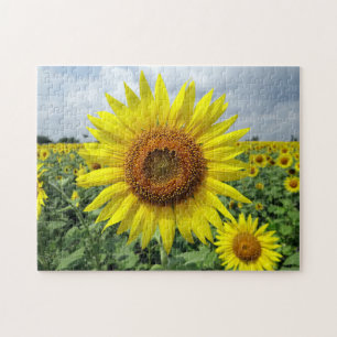 Sunflower Field Jigsaw Puzzle