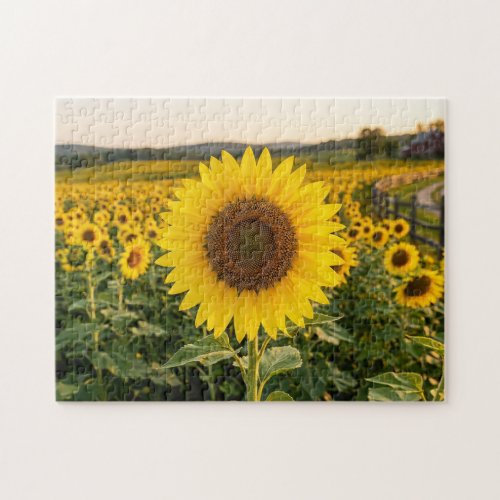 Sunflower Field Jigsaw Puzzle