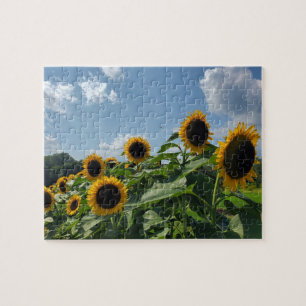 Sunflower field jigsaw puzzle