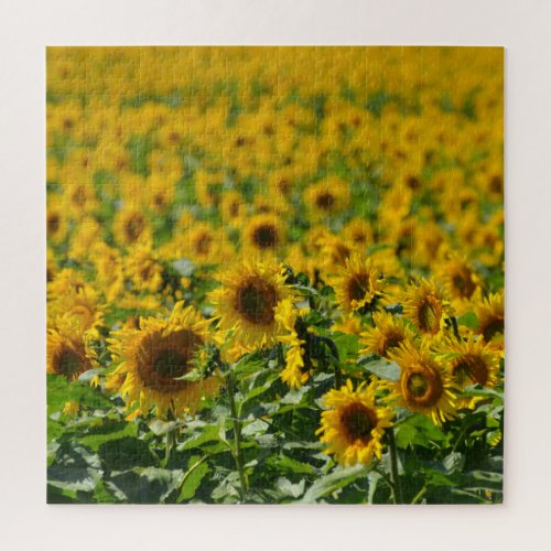 Sunflower Field Jigsaw Puzzle