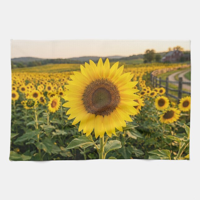 Sunflower Field Kitchen Towel (Horizontal)