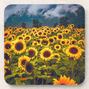 Sunflower Field Landscape Flowers Yellow Beverage Coaster