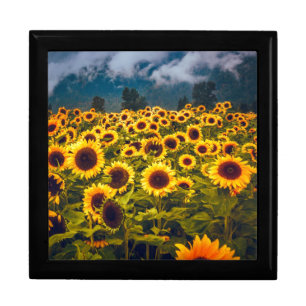 Sunflower Field Landscape Flowers Yellow Gift Box