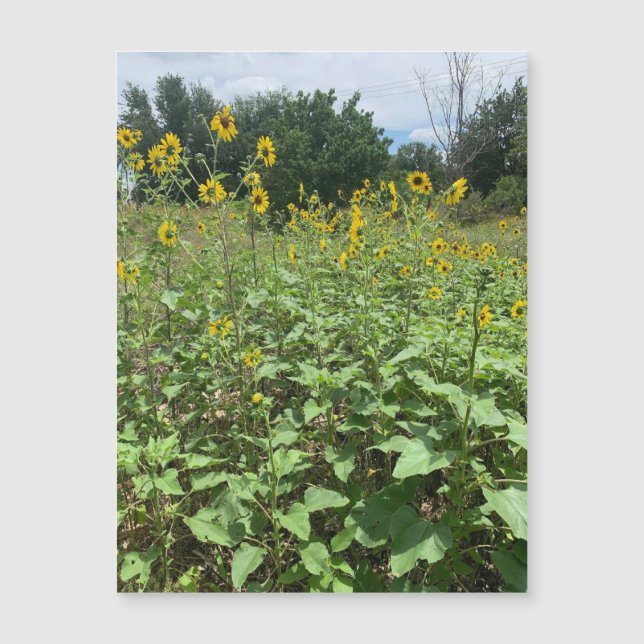 Sunflower Field Magnet (Front)