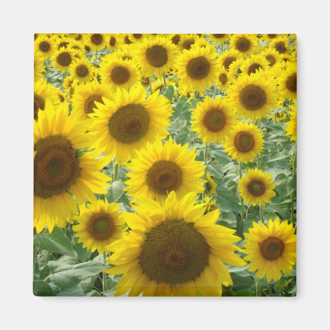 Sunflower Field Magnet (Front)