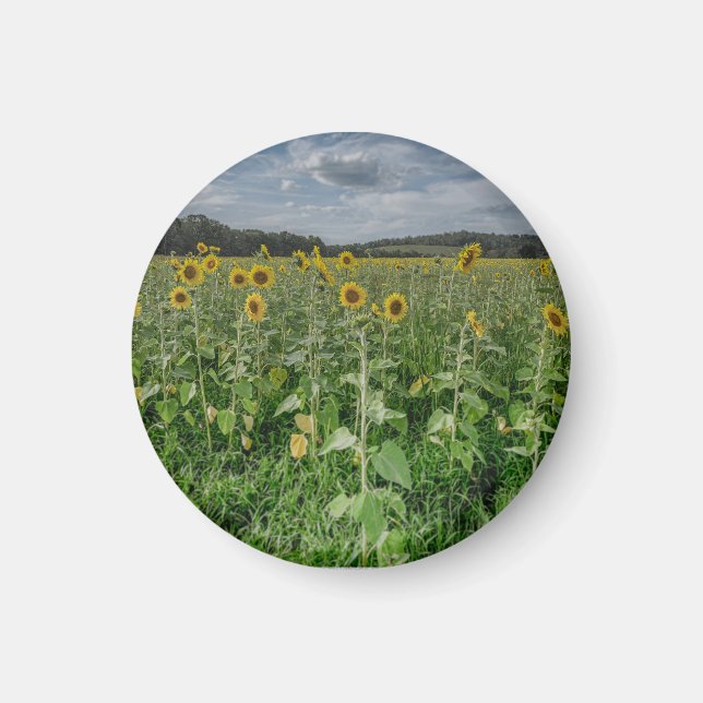 "Sunflower Field" Magnet (Front)