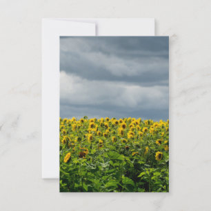 Sunflower field. magnet