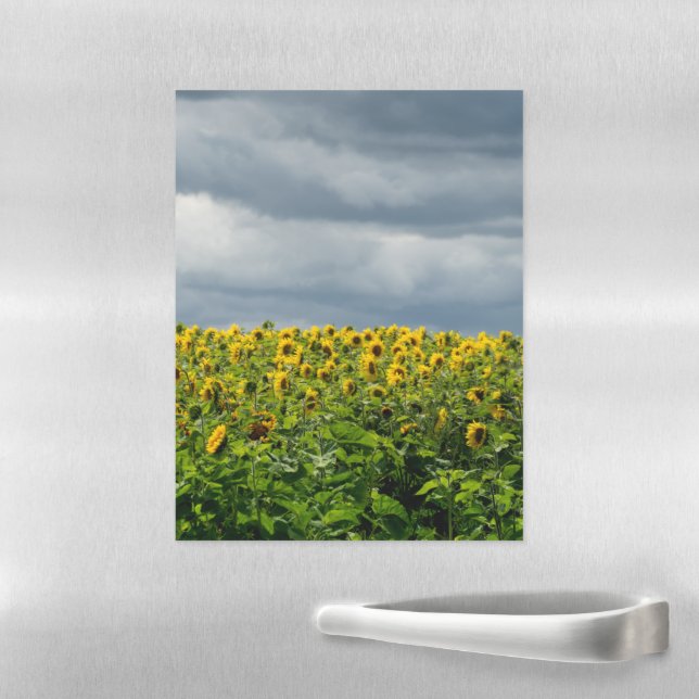 Sunflower field. magnetic dry erase sheet (In Situ)
