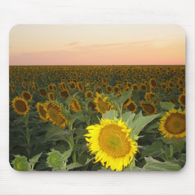 Sunflower Field Mouse Pad (Front)