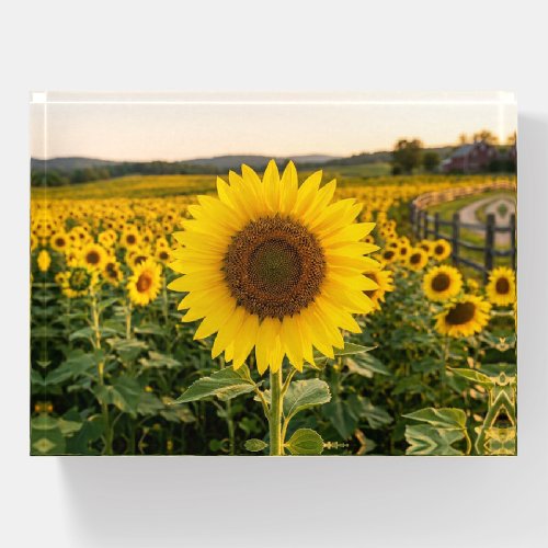 Sunflower Field Paperweight