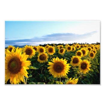 Sunflower Field Photo Print by Argos_Photography at Zazzle